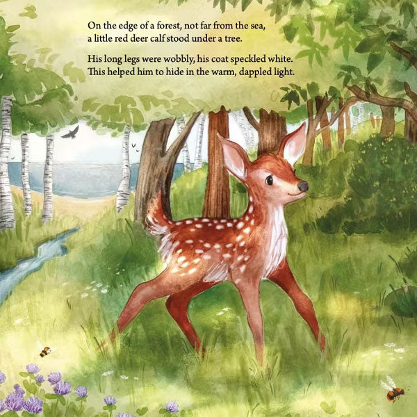 Rory the Little Red Deer - Lynne Rickards