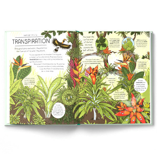 Nature Explained : A Family Guide to 20 Nature Cycles - Helen Brown