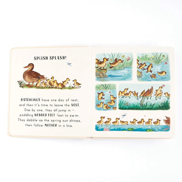 Slow Down… Discover Nature in the Park - Freya Hartas